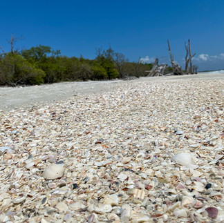 Path way of shells