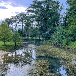 Spring-fed water winding through lush trees at Florida Caverns State Park.