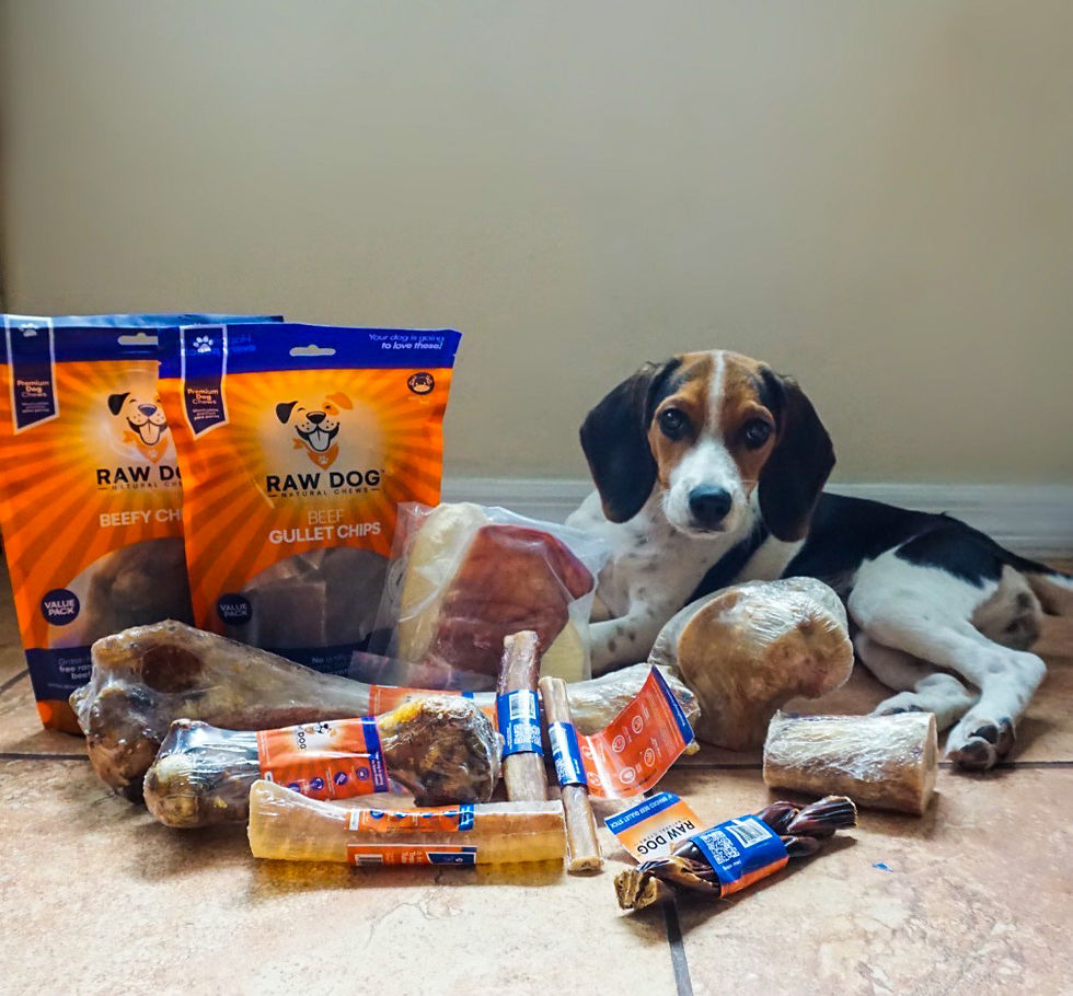 Beagle laying down with all her safe treats and chews from Raw Dog Natural chews