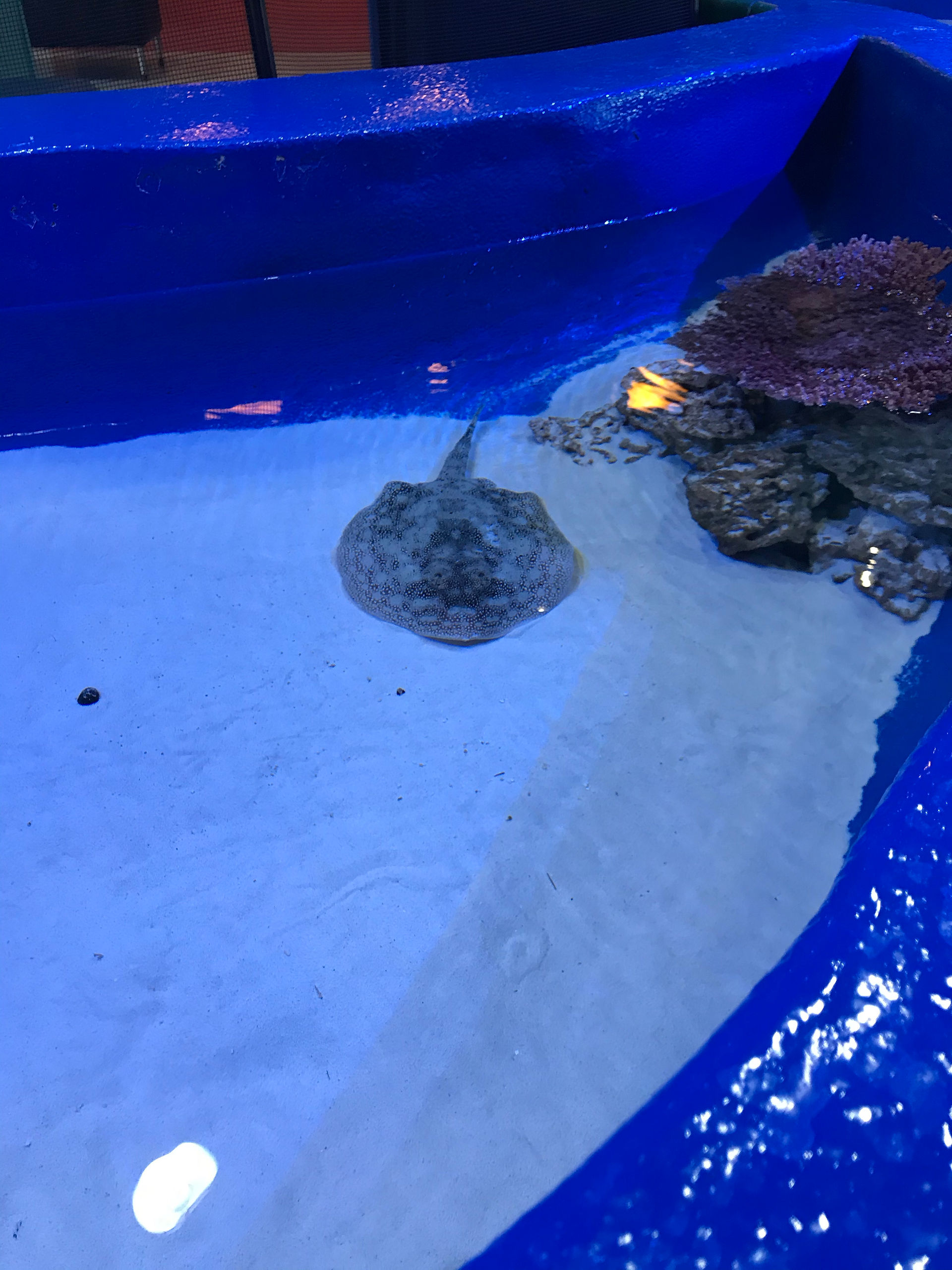 Sting ray swimming