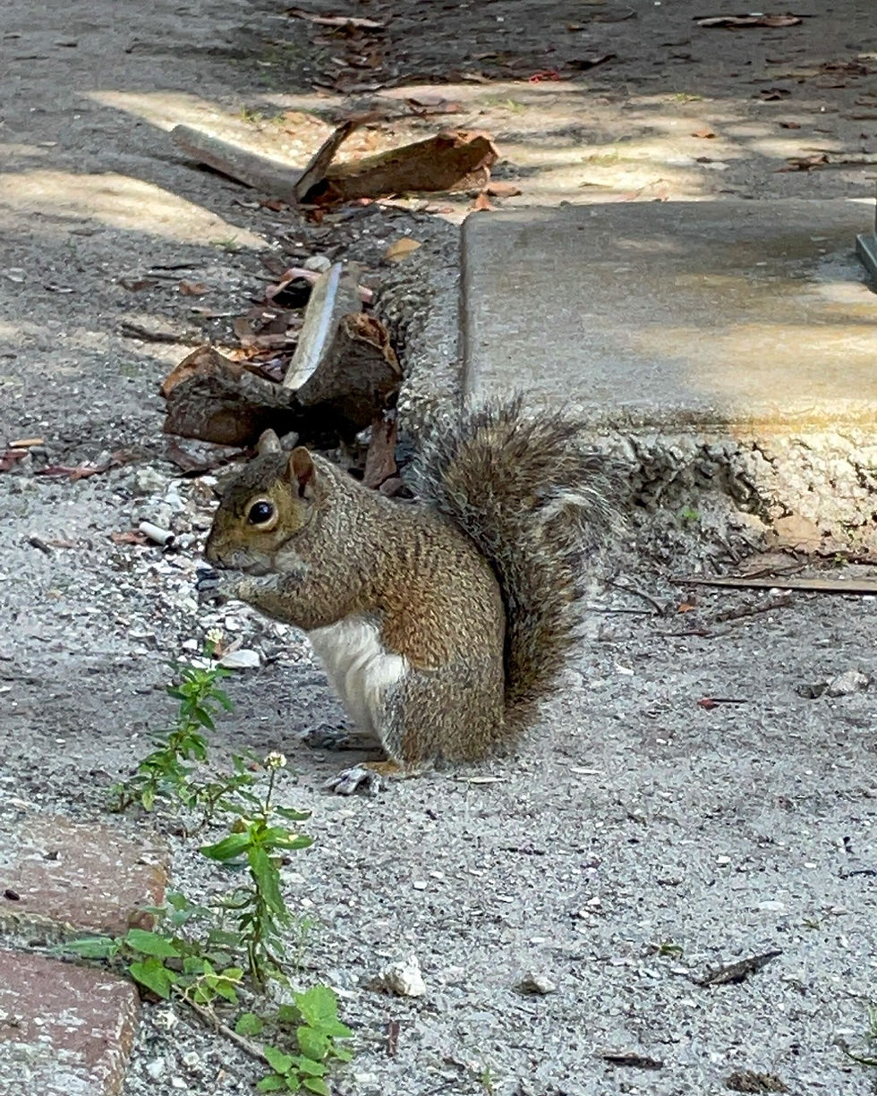 Squirrel eating