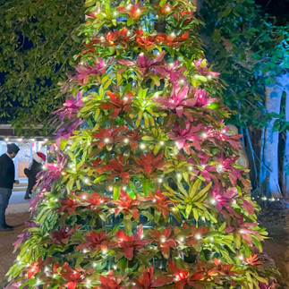 Christmas tree made out of plants