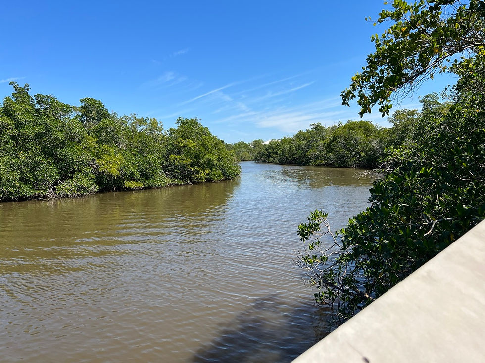 Rookery Bay Naples
