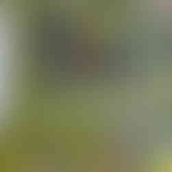 Educational wildlife sign displaying birds and mammals found at Shark Valley in Everglades National Park