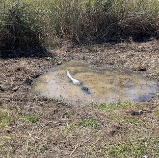 Alligator sun bathing in shallow water at Shark Valley Florida