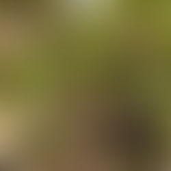 How you can start an edible garden with no money