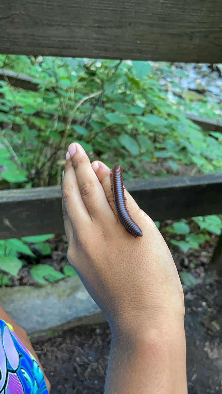Child holding a millipede during a nature discovery at Cloudland Canyon State Park.