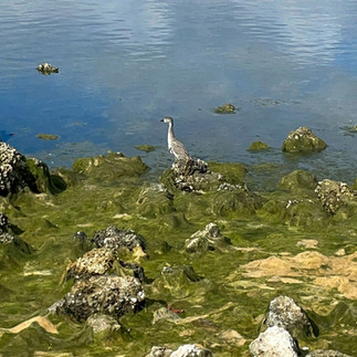 Bird on the rock at ponce de leon park