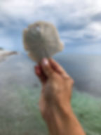 Hand holding up sand dollar in hand in Sanibel Island Florida