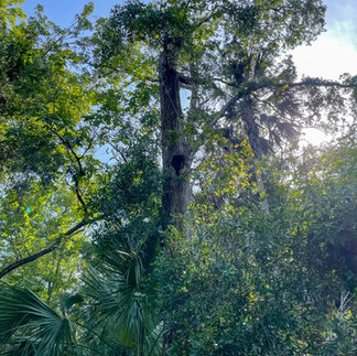 woodpeck big hole on tall tree 