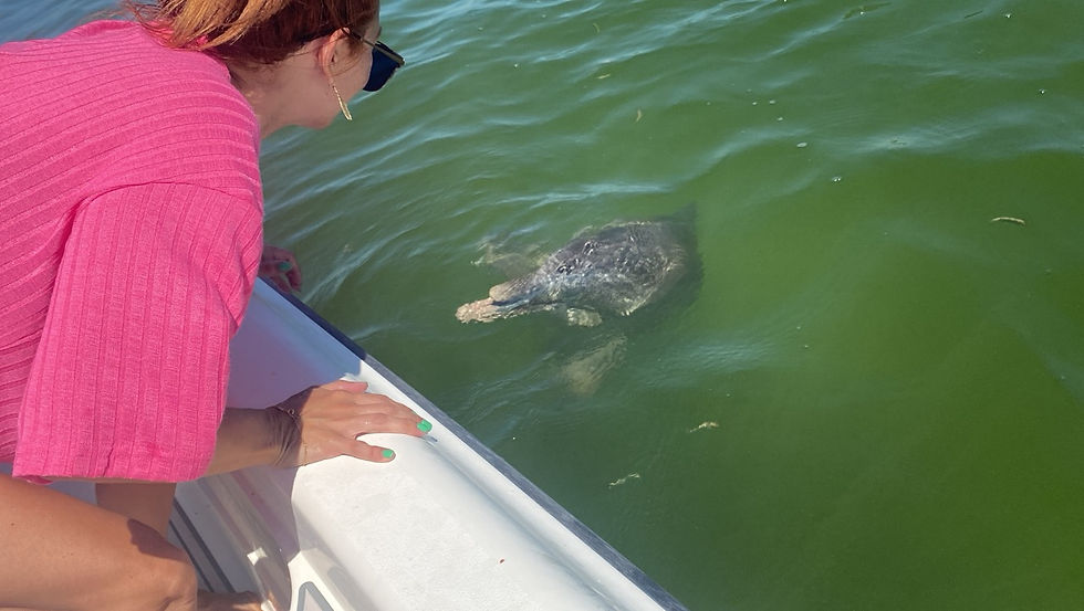 Dolphins approached a family-friendly boat tour in Captiva island, Florida