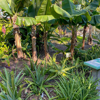 banana tree and aloe vera garden