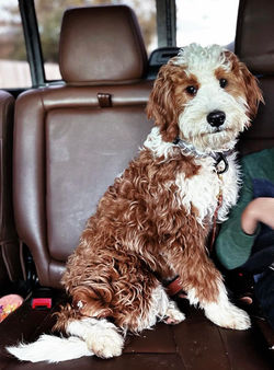 Jamaha Bernedoodles