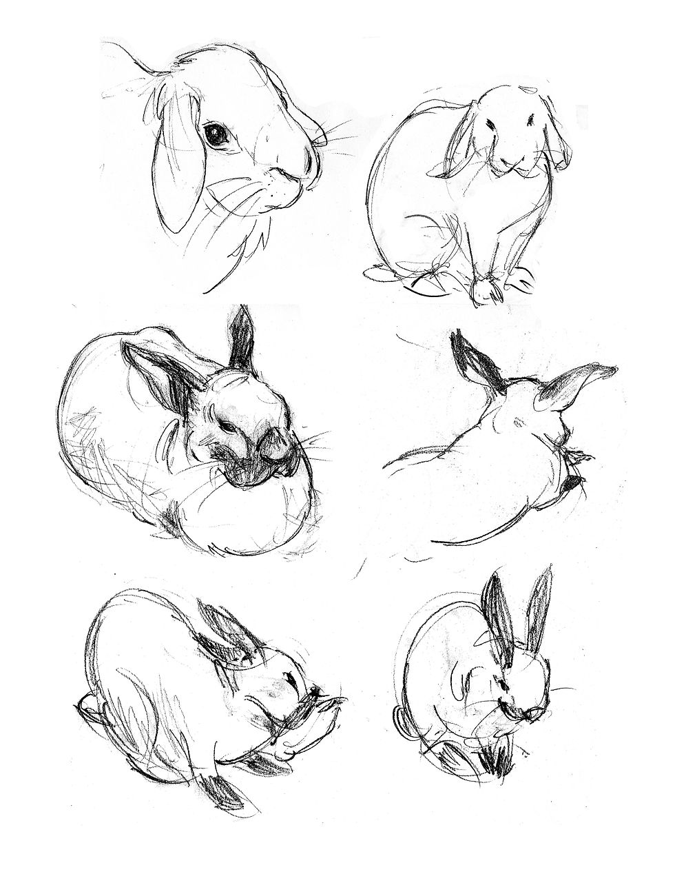 Rabbits