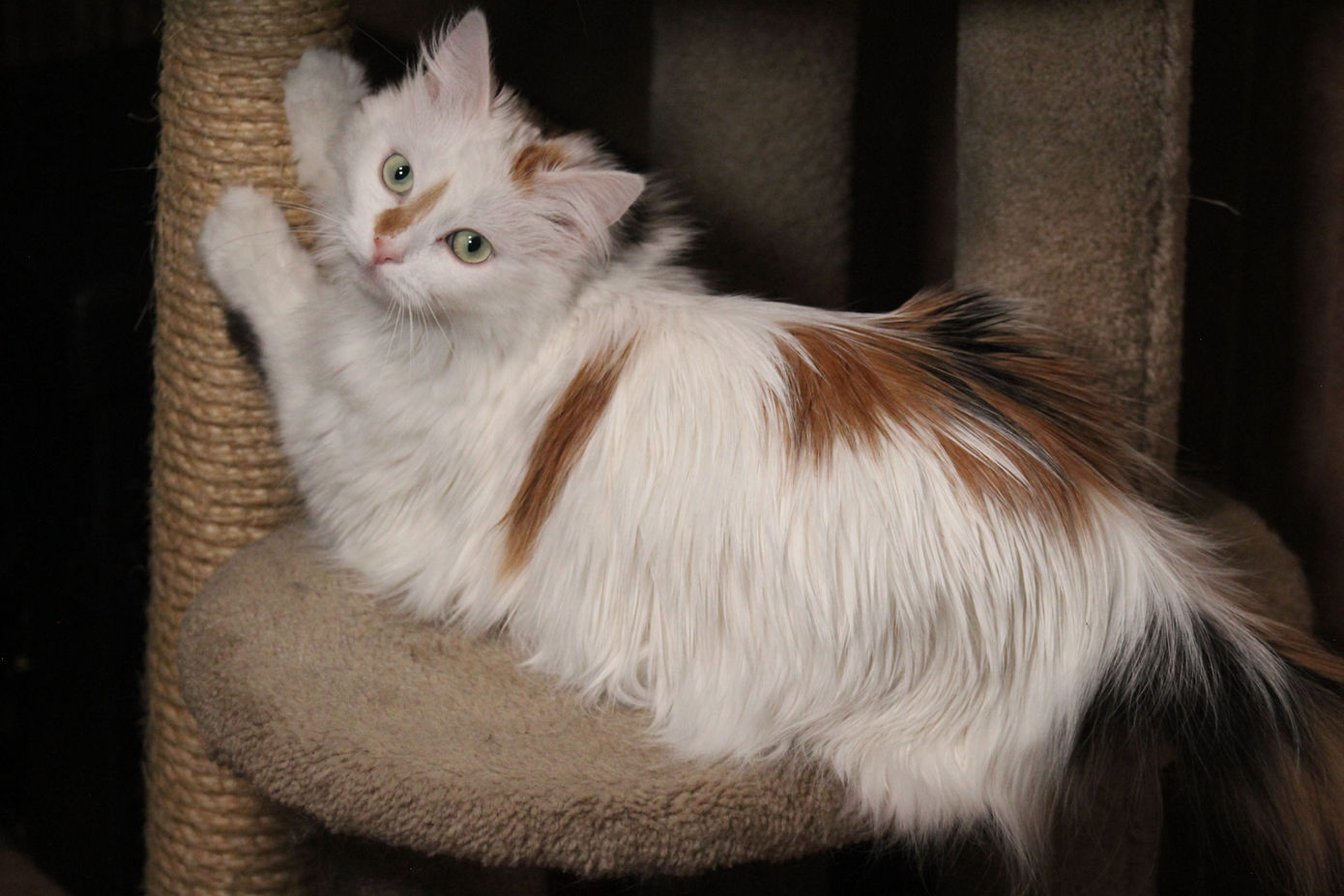 White and orange cat on a cat tree inside Joy's Doggie Bed & Biscuit facility.
