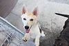Large white dog standing up against a fence