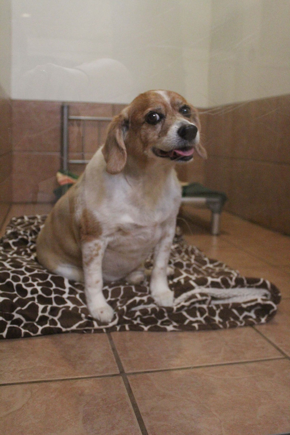 Beagle sitting on a blanket inside one of the pet boarding rooms.