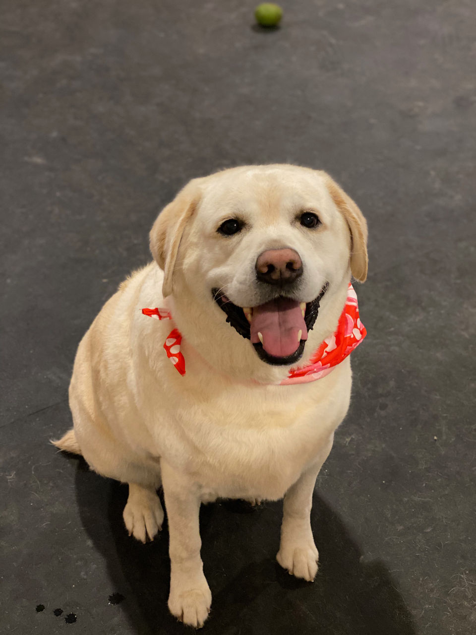 Golden lab wearing a red bandana sitting on a grey floor.