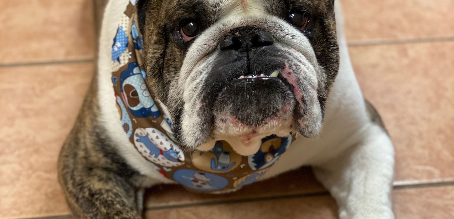 Bull-dog laying on the ground wearing a brown and blue bandana.
