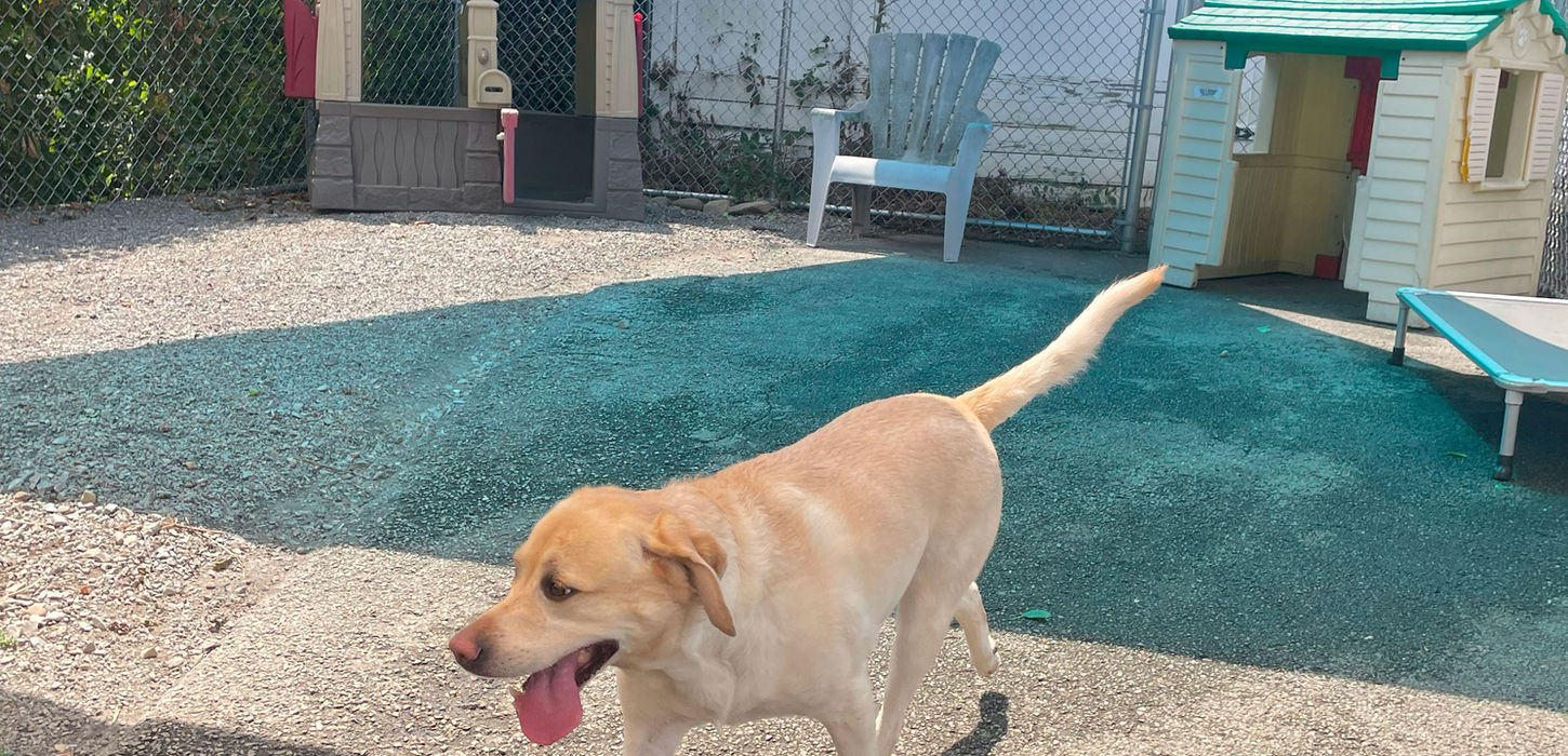 Golden lab running outdoors at the Joy's Doggie Bed & Biscuit facility.