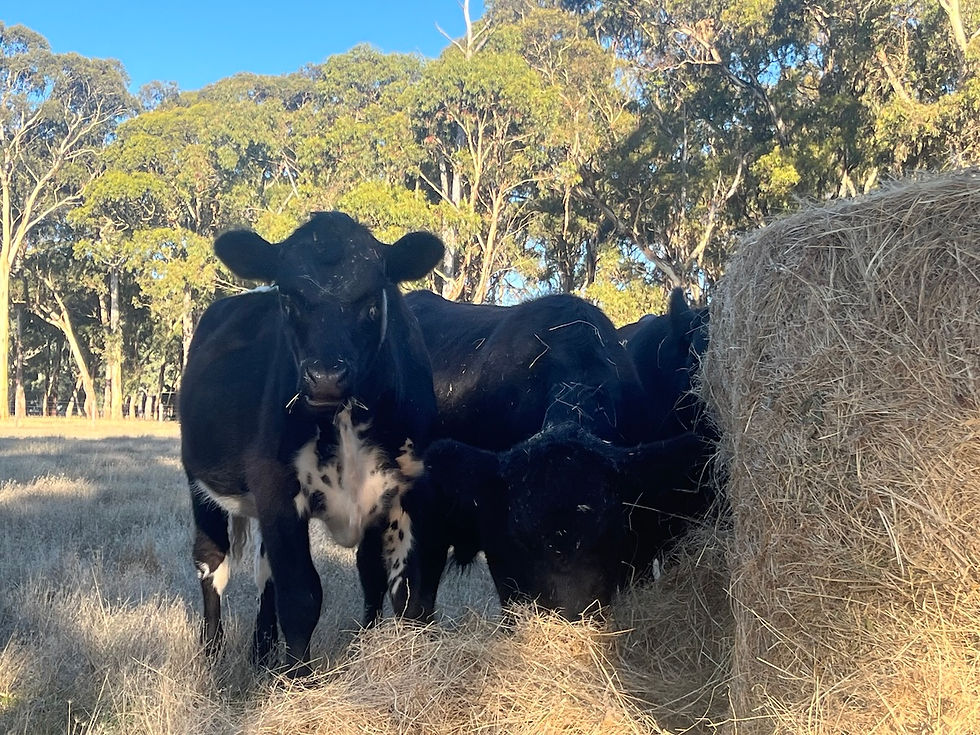 From pasture to plate: The beauty of ethical, regenerative angus beef farming