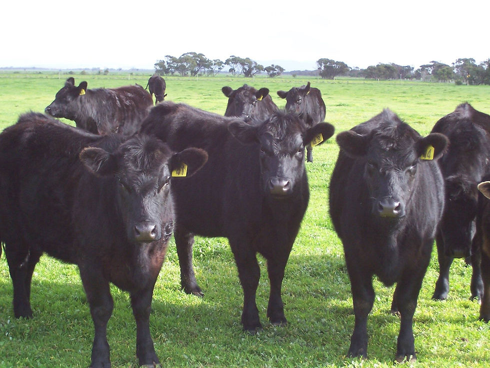 Learn about regenerative grazing