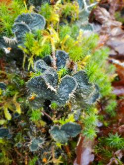 Scottish Lichen