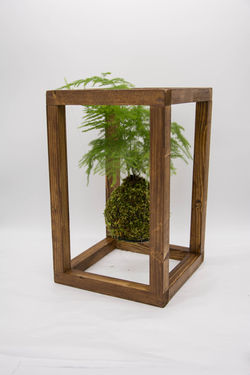 kokedama hanging plants cube