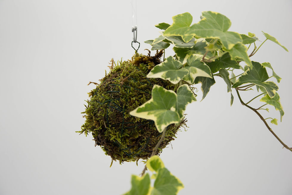 Μικρογραφία: Κισσός δίχρωμος (Hedera helix variegata)