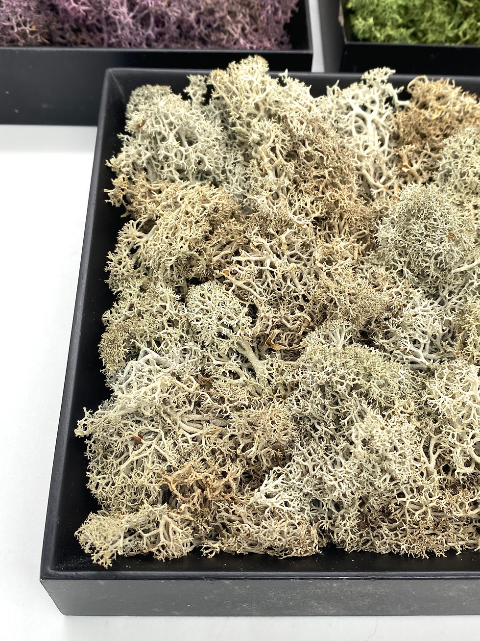 Μικρογραφία: Small moss frame set of 3  