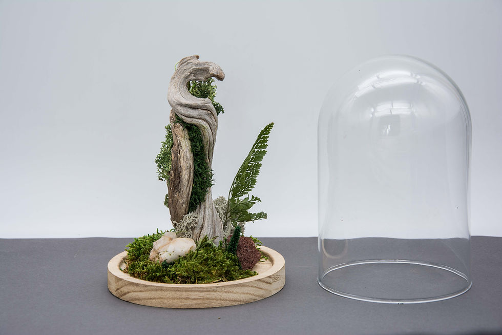 Μικρογραφία: Preserved Moss Terrarium