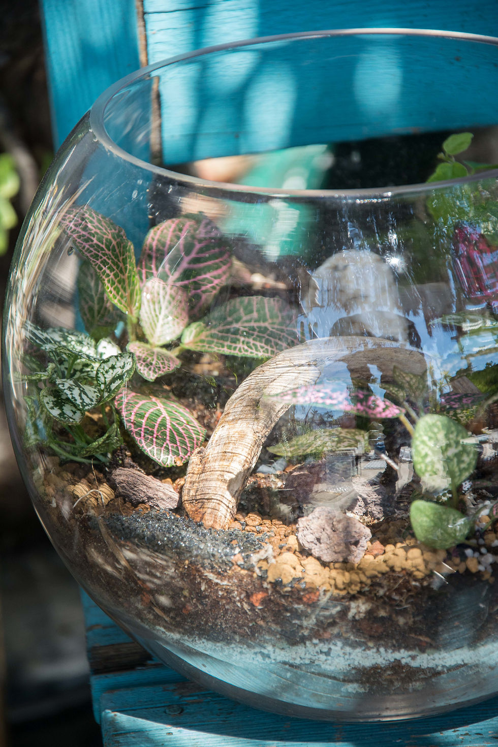 Μικρογραφία: Γυάλινο Σφαιρικό Terrarium
