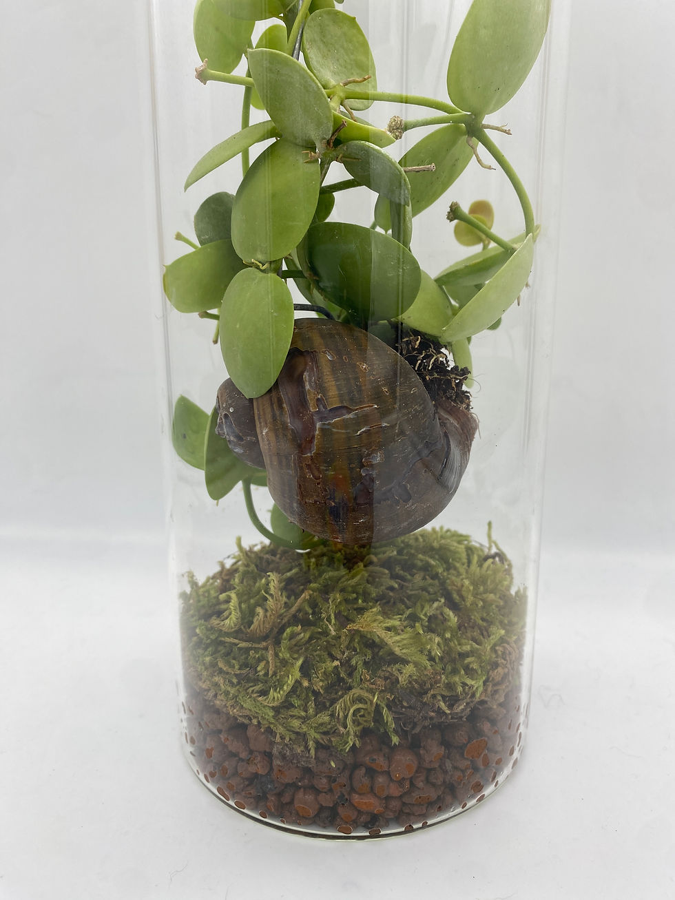 Μικρογραφία: Terrarium Dischidia 