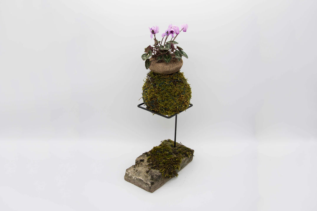 cyclamen kokedama