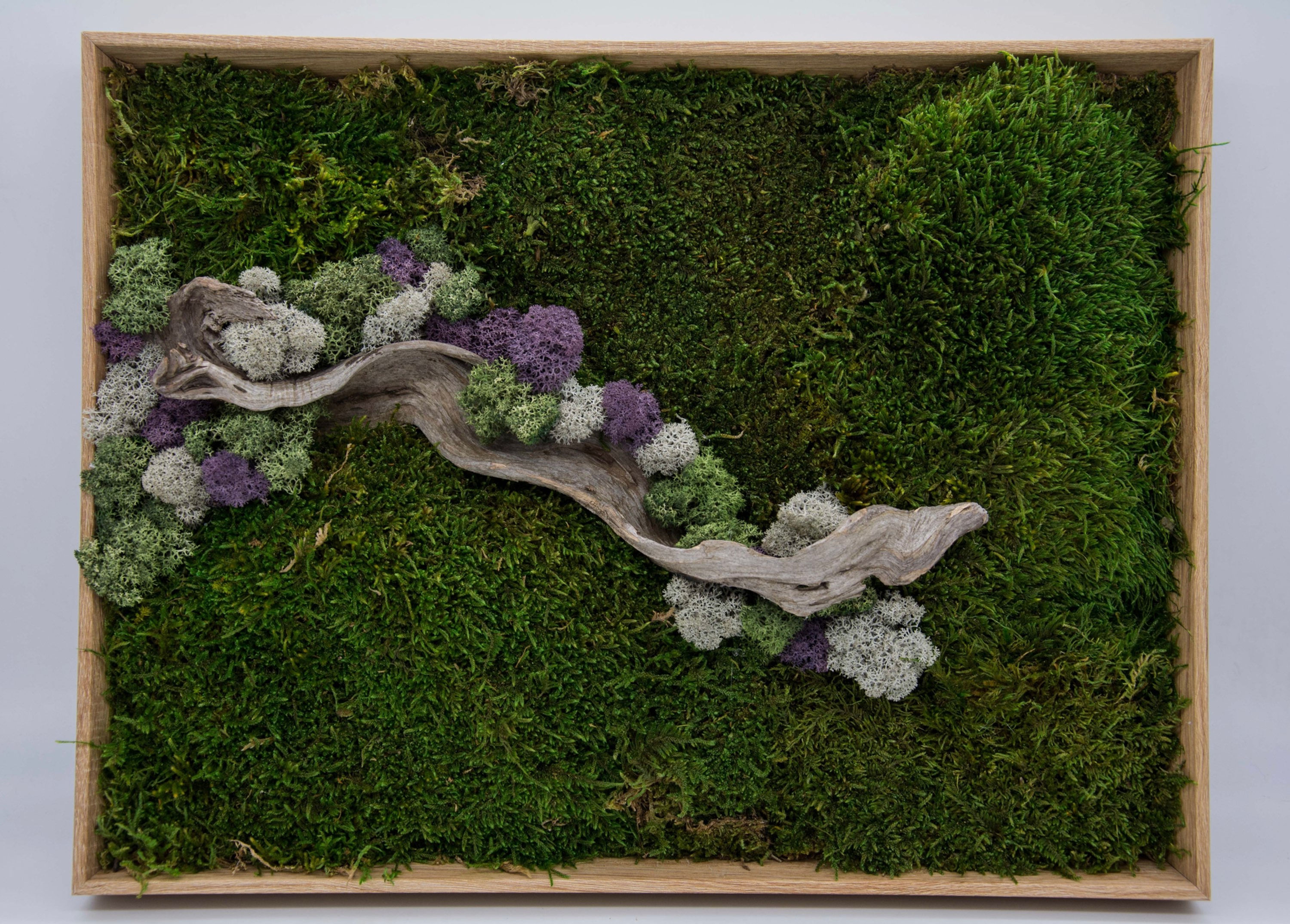 Preserved Moss Frame - Ικαρία