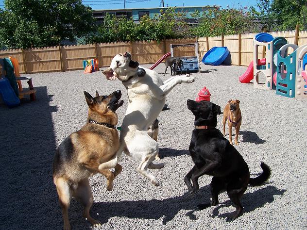 Canines Unleashed