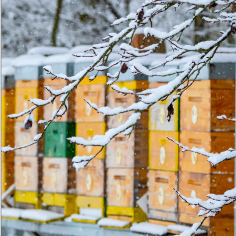 A Season of Survival: Life Inside A Winter Hive