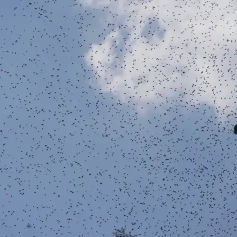 When Bees Take Flight: Understanding and Managing Swarms