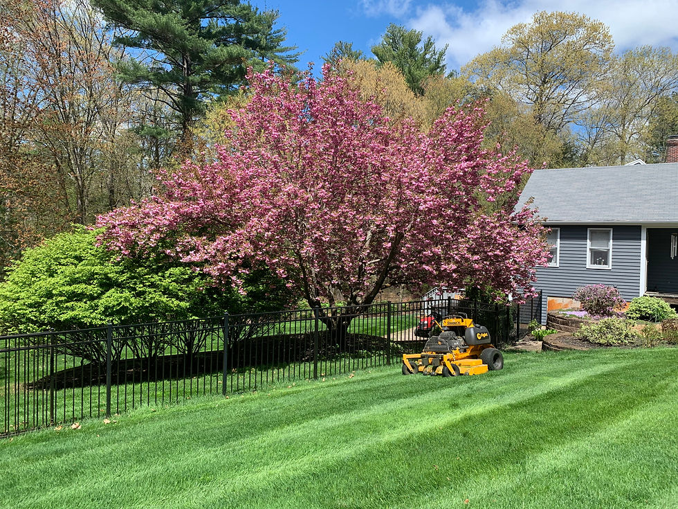 Spring Blossoms