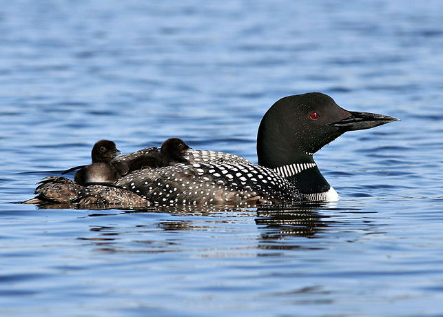Loon2.jpeg