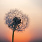 Dandelion (3rd Place)