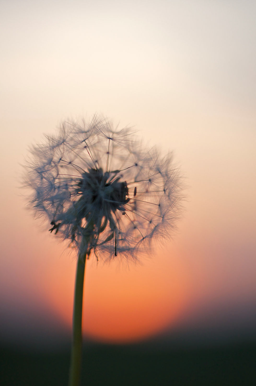 Dandelion (3rd Place)