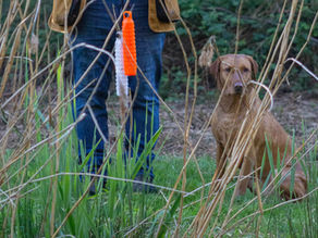 A Fox Red Labrador sat next to her owner