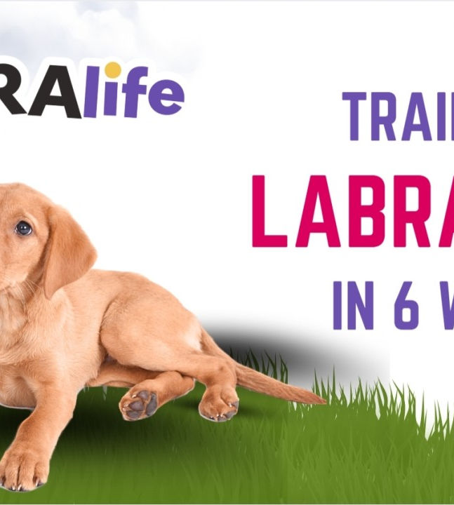 labralife puppy.jpeg