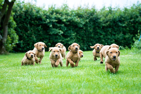 sky_pups2019-26.jpg