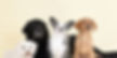 A small white dog kaid next to a large black labrador cross dog, with a black and white small dog sat next to him and a labrador puppy next to him. 4 dogs in a row looking at the camera