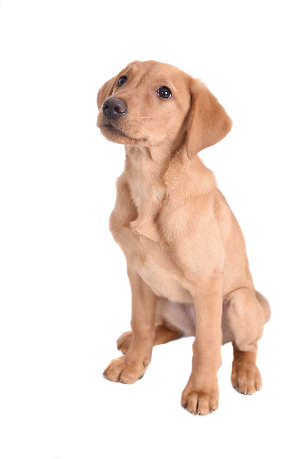 A Labrador puppy sitting calmly