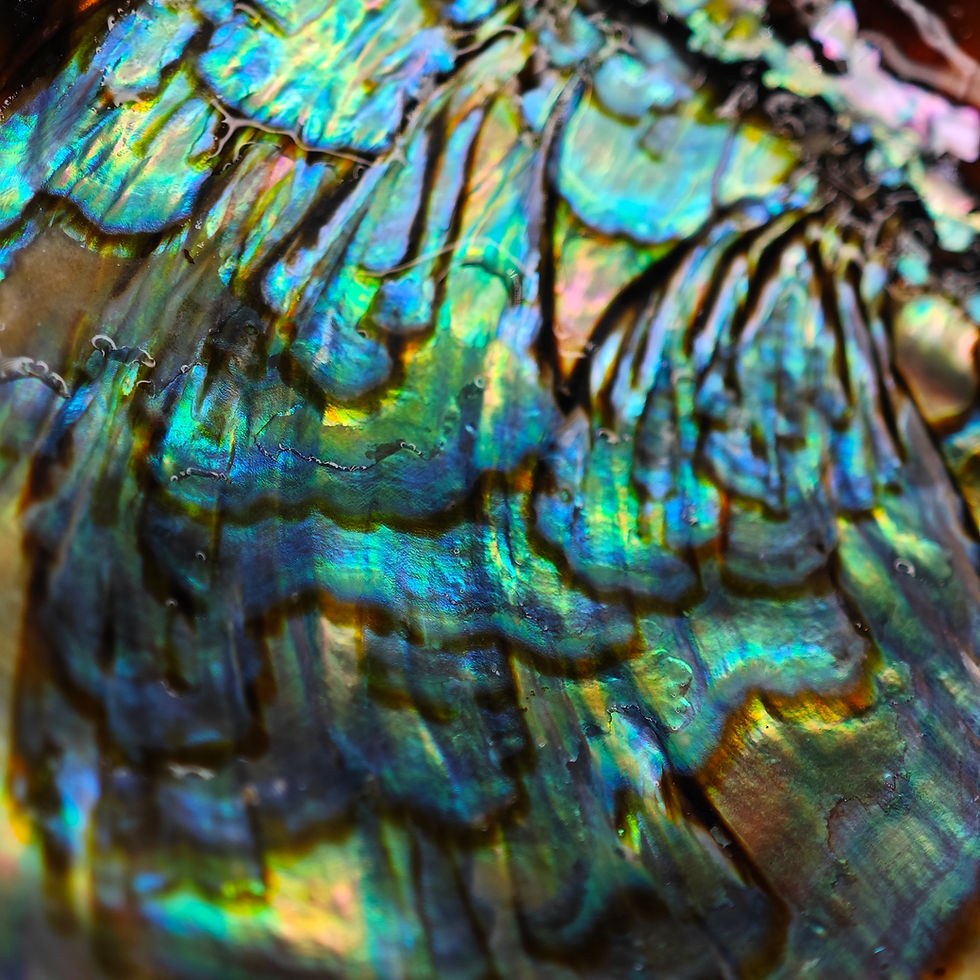 Miniature : Détails Abalone