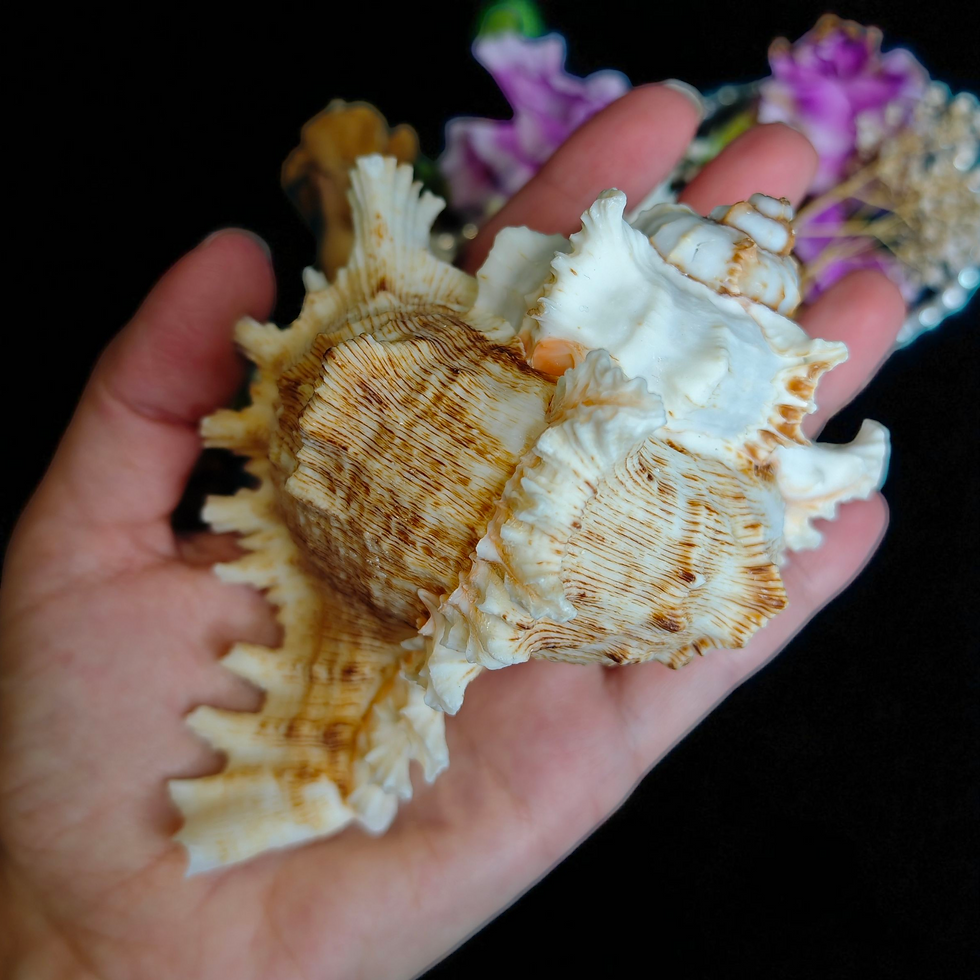 Miniature : coquillage marin