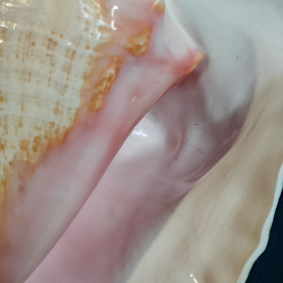 Miniature : Queen Conch close up